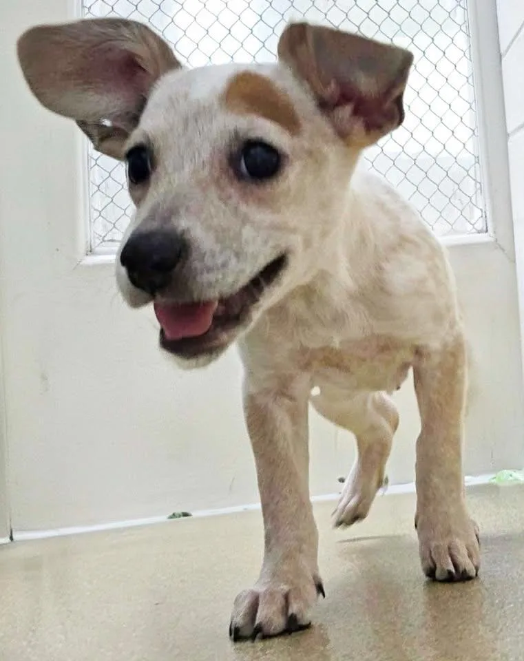 A baby medium-sized female Australian Cattle Dog / Blue Heeler dog named Winifred for adoption in Plover, WI