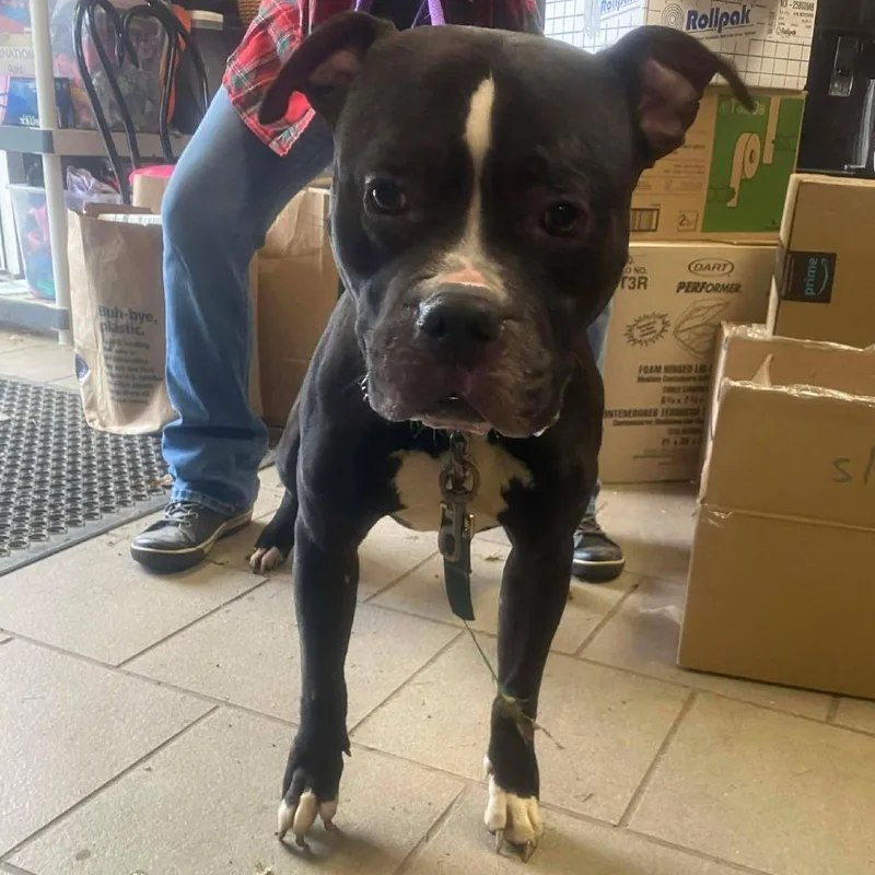 Smokin Joe thumbnail 2