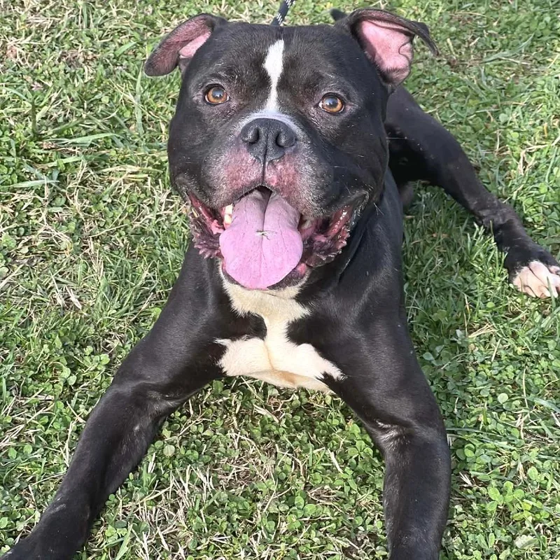 Smokin Joe thumbnail 3