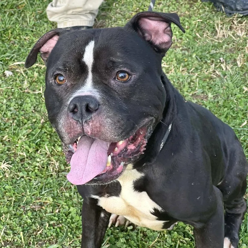 Smokin Joe thumbnail 4