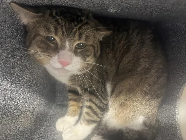 An adult large-sized male Domestic Short Hair cat named Gumbo for adoption in New York, NY