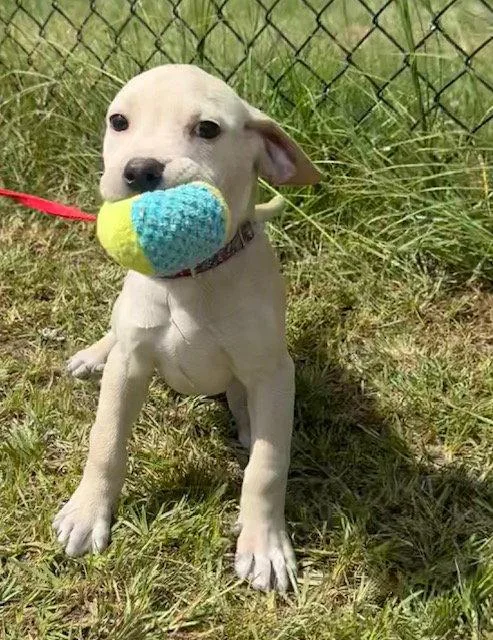 A baby large-sized male Labrador Retriever dog named Ryker for adoption in Tarrytown, GA