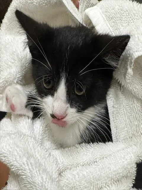 A baby small-sized female Domestic Short Hair cat named Happy Cat for adoption in Fremont, CA