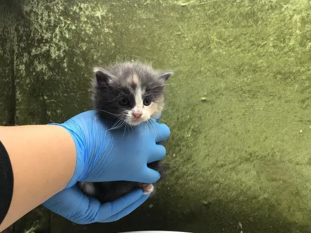 A baby small-sized female Domestic Short Hair cat named Mia for adoption in Riverside, CA