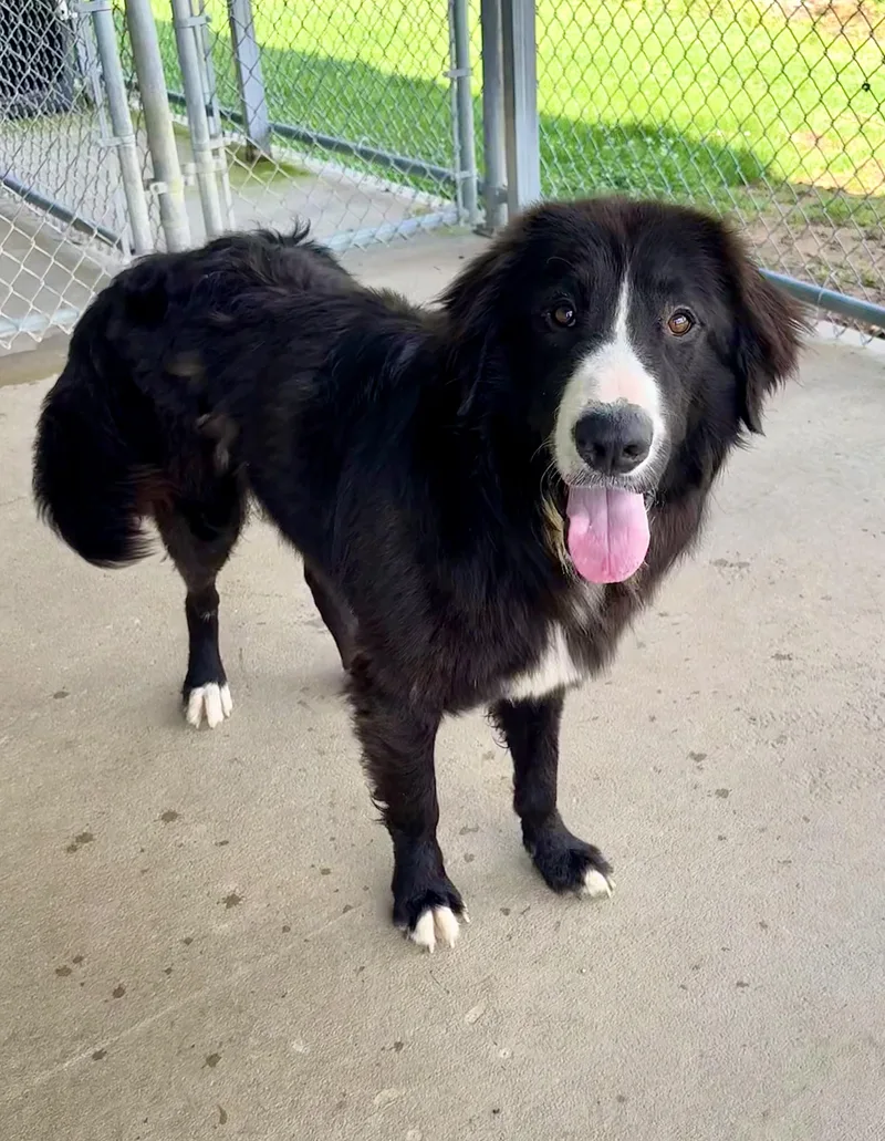 An adult large-sized male Collie dog named Barry for adoption in Chicago, IL