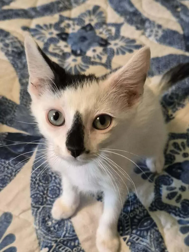 A baby small-sized male Black & White / Tuxedo Domestic Short Hair cat named Moe for adoption in Bossier City, LA