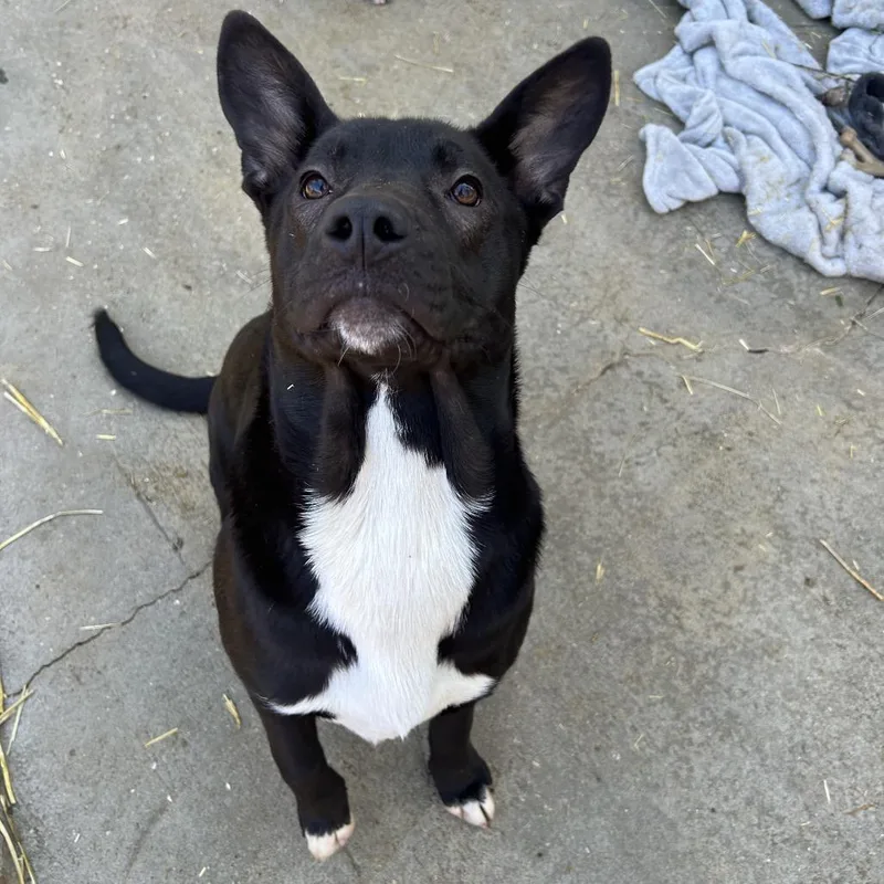 A young medium-sized female Black English Bulldog dog named Blossom for adoption in Enterprise, AL