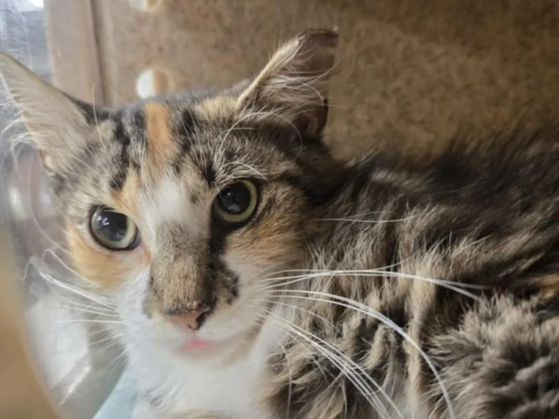An adult medium-sized female Domestic Long Hair cat named Green Tea for adoption in Hagerstown, MD