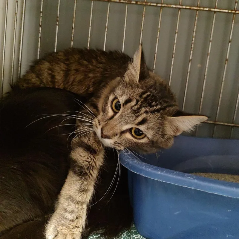 A young small-sized female Brown / Chocolate Domestic Medium Hair cat named C for adoption in Corsicana, TX