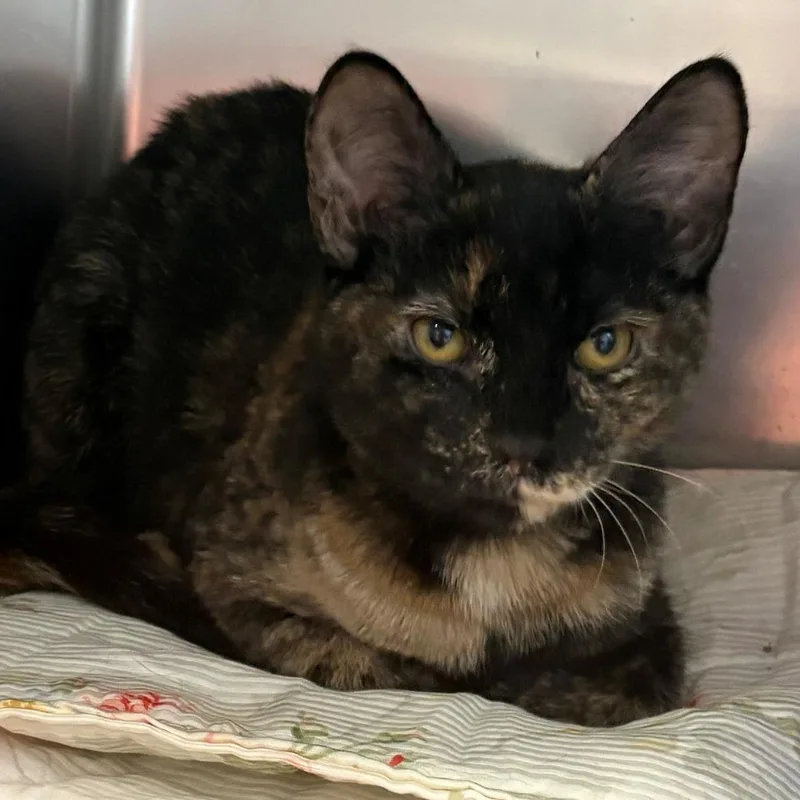 A baby small-sized female Tortoiseshell Domestic Short Hair cat named Snootie for adoption in East Hanover, NJ
