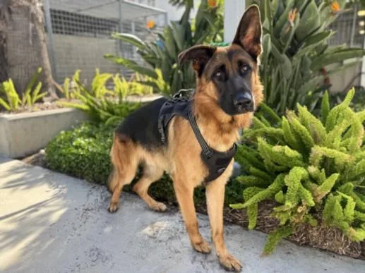 An adult large-sized male German Shepherd Dog dog named Charlie Brown for adoption in San Pedro, CA