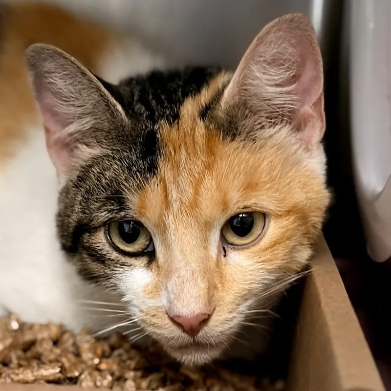An adult medium-sized female Calico Domestic Short Hair cat named Billie Jean for adoption in Newark, NJ