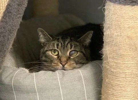 Tiramisu thumbnail 2