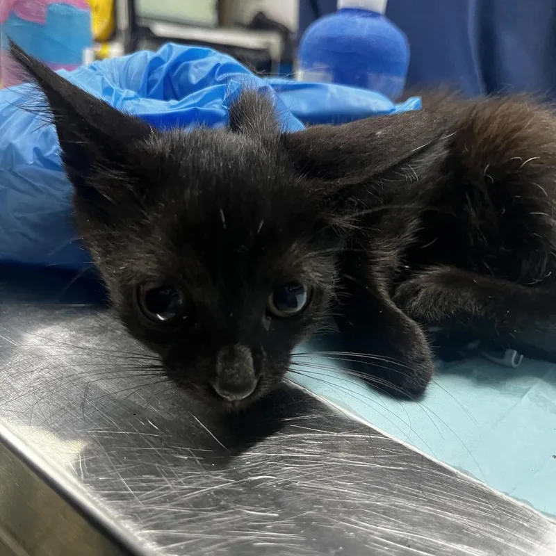 A baby small-sized female Black Domestic Short Hair cat named Julianne for adoption in Summerville, SC
