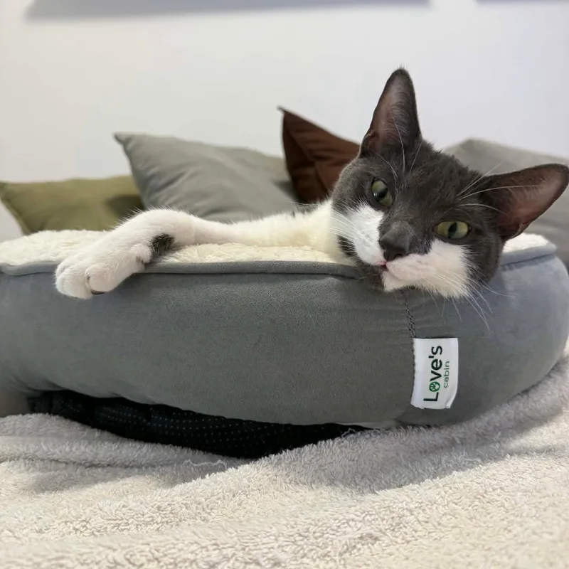 An adult medium-sized female Gray & White Domestic Short Hair cat named Estrella for adoption in Brooklyn, NY