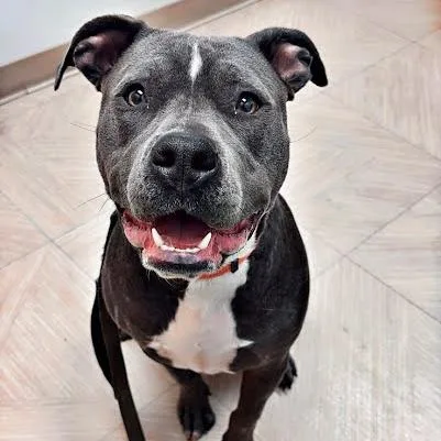 A young large-sized male Gray / Blue / Silver Pit Bull Terrier dog named Bo for adoption in Northville, MI