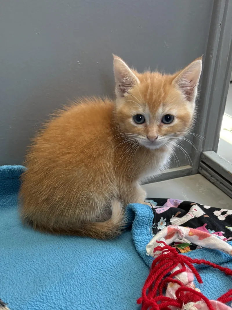 A baby medium-sized female American Shorthair cat named June Bug for adoption in Big Rapids, MI