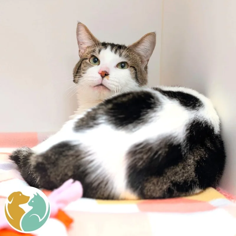 An adult medium-sized male Brown / Chocolate Domestic Short Hair cat named Rock Lobster for adoption in Toledo, OH