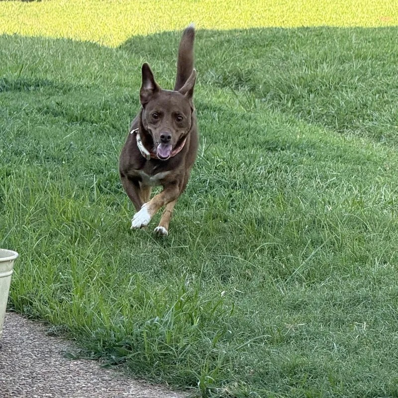 An adult medium-sized female Brown / Chocolate Australian Kelpie dog named Lottie for adoption in Cordova, TN