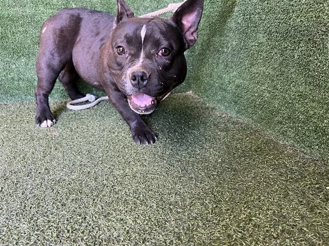 An adult medium-sized female French Bulldog dog named Cookie for adoption in Lancaster, CA