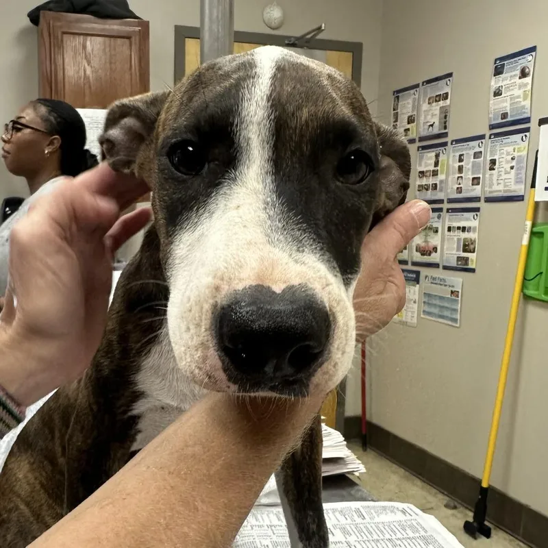 Bentley  T thumbnail 2