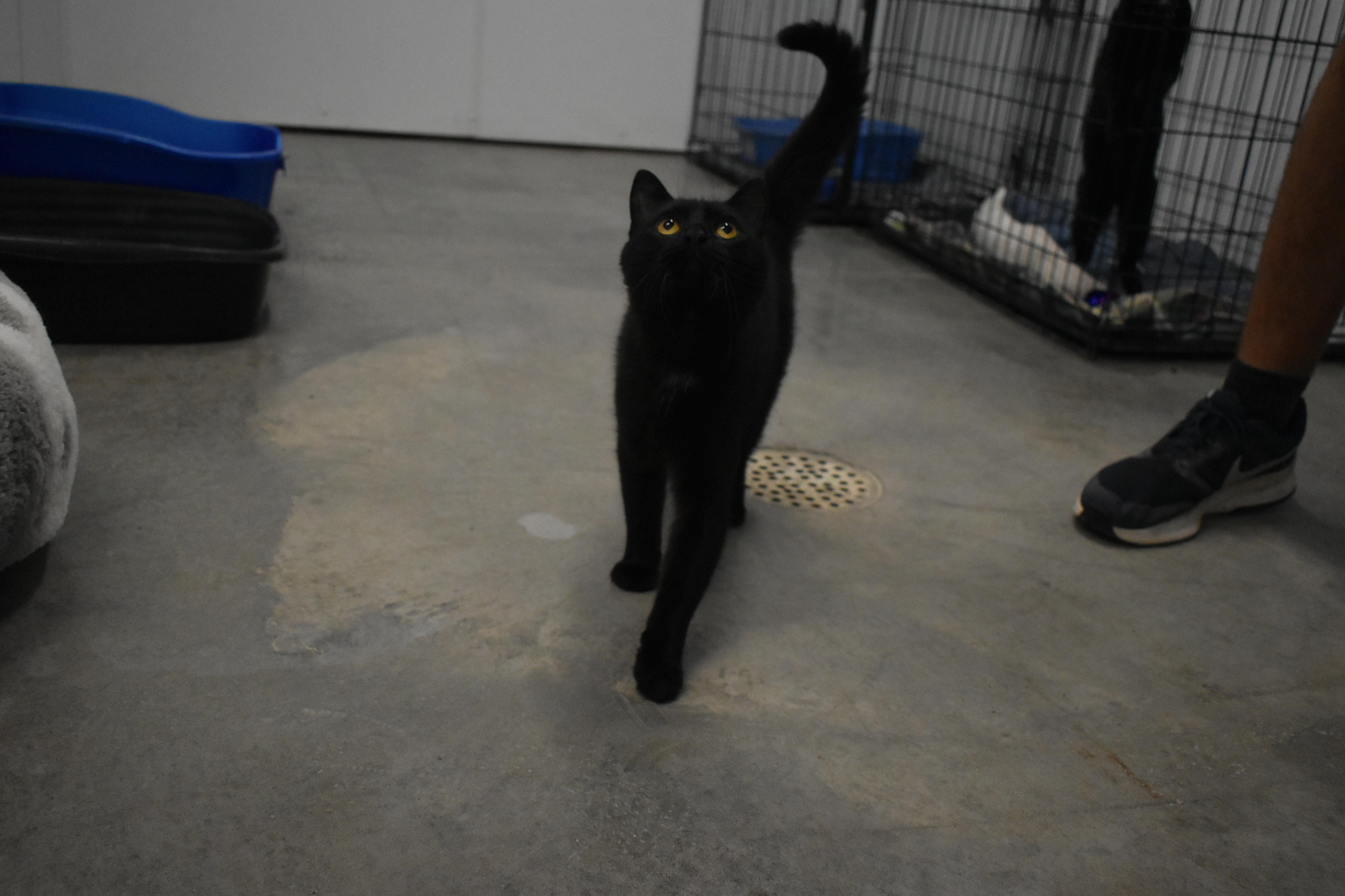 A young medium-sized male Domestic Short Hair cat named Spindle for adoption in Auburn, NE