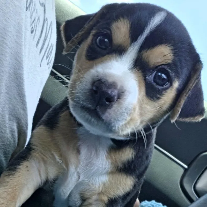A baby medium-sized female Tricolor (Brown, Black, & White) Beagle dog named Bella for adoption in Waxhaw, NC