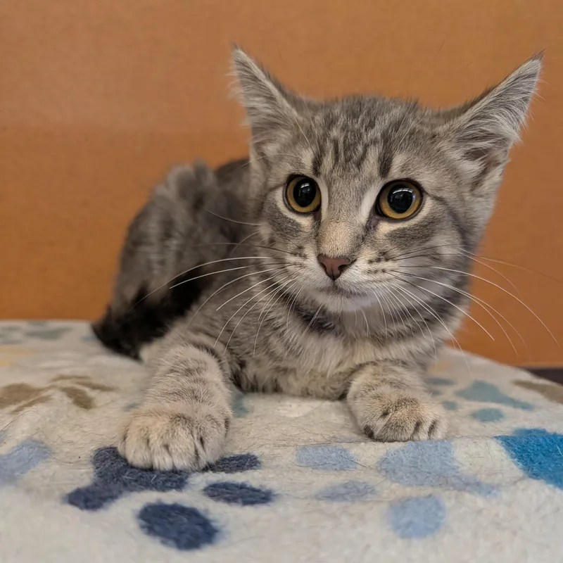 A baby small-sized male Tabby (Gray / Blue / Silver) Domestic Short Hair cat named Star for adoption in Rochester, MN