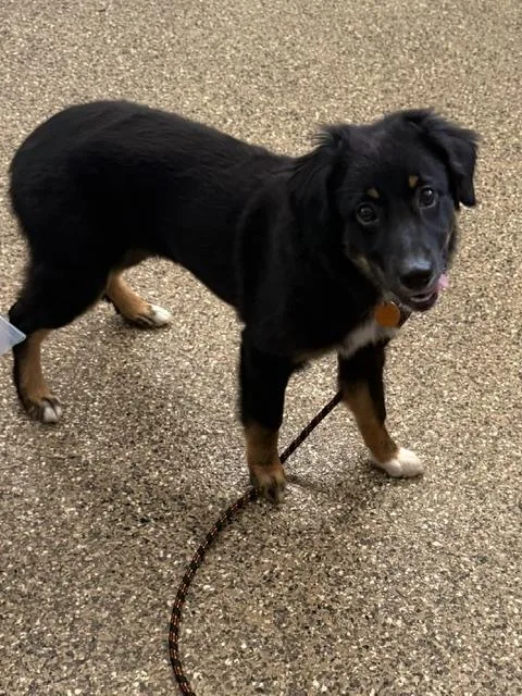 A baby medium-sized female Tricolor (Brown, Black, & White) Australian Shepherd dog named Montana for adoption in Andover, MA