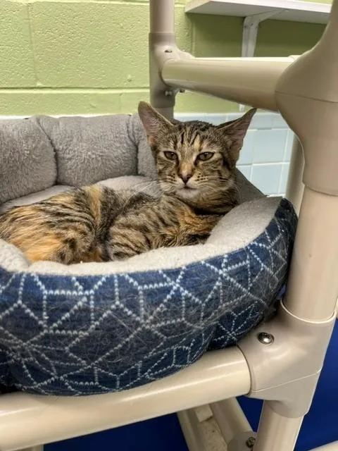 A young medium-sized female Tabby (Buff / Tan / Fawn) Domestic Short Hair cat named Joey for adoption in Oakland, MD