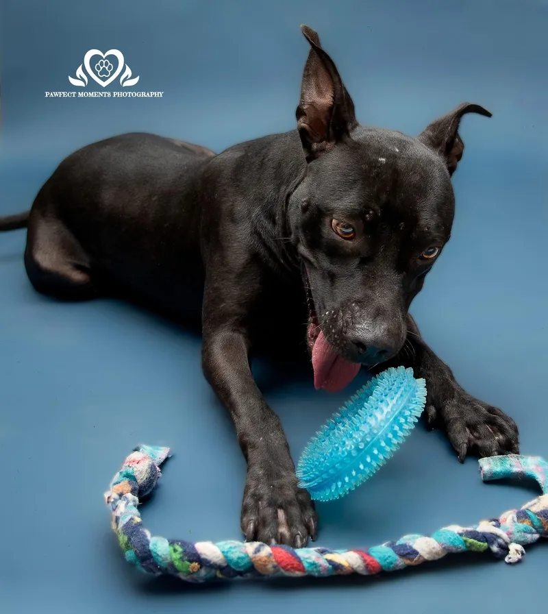 A young medium-sized female Black Labrador Retriever dog named Raven for adoption in Tomball, TX