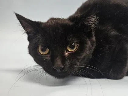 An adult small-sized female Domestic Short Hair cat named Minnie for adoption in Golden Valley, MN