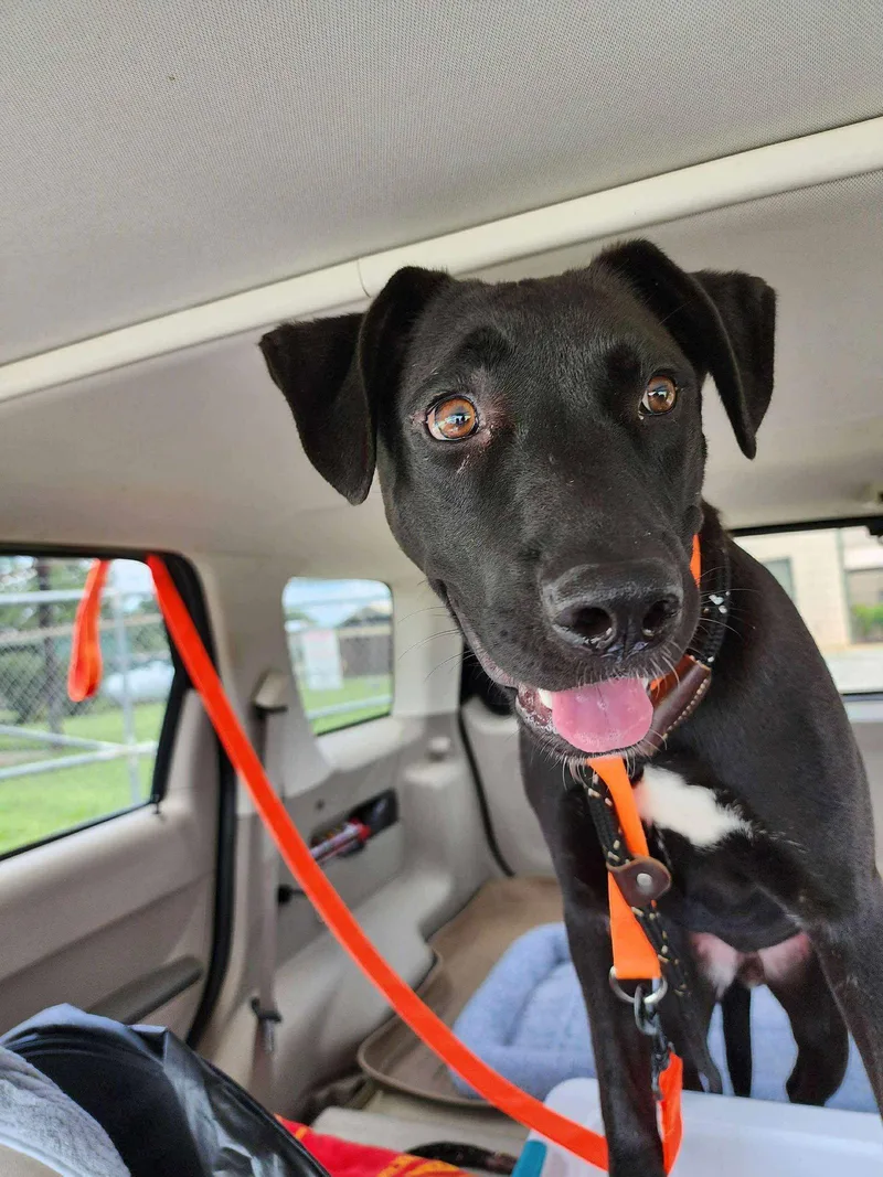 A young medium-sized male Pit Bull Terrier dog named Nuka for adoption in Locust Grove, GA