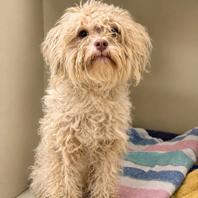 An adult small-sized male Maltese dog named Scruffles for adoption in East Saint Louis, IL