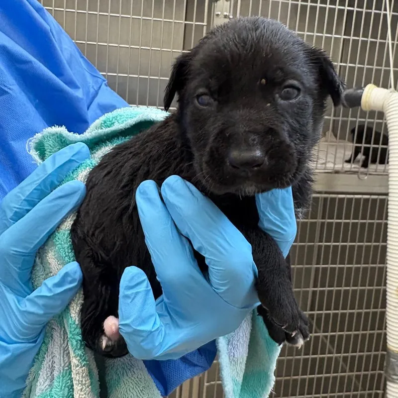 A baby small-sized female Gray / Blue / Silver Mixed Breed dog named Honey for adoption in Auburn, AL