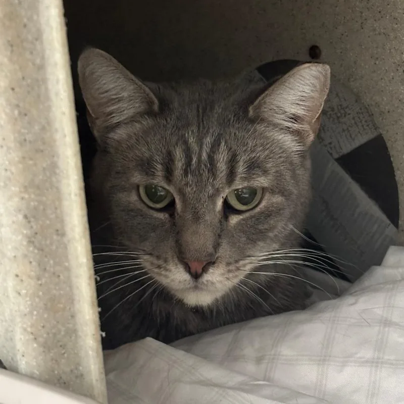 An adult large-sized male Gray / Blue / Silver Domestic Short Hair cat named Mac for adoption in Philadelphia, PA