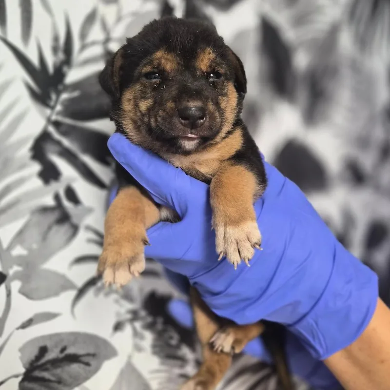 A baby small-sized male Shepherd dog named Dennis for adoption in Wahiawa, HI