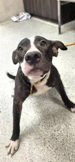 A young medium-sized male Pit Bull Terrier dog named Woody for adoption in Conroe, TX
