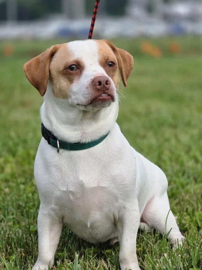 A young medium-sized male Chihuahua dog named Marshmallow for adoption in Huntington, IN