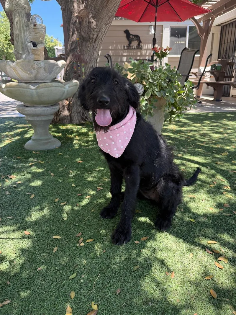 A young medium-sized female Black Labradoodle dog named Libby for adoption in Temecula, CA