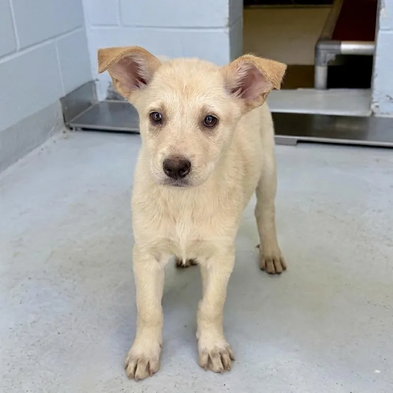 A baby small-sized female White / Cream German Shepherd Dog dog named Nicky for adoption in Bastrop, TX
