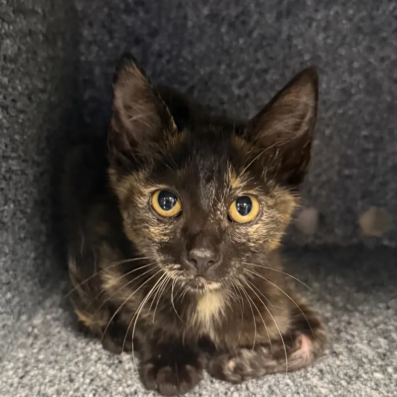 A baby small-sized female Tortoiseshell Domestic Short Hair cat named Frisco for adoption in Greenville, SC