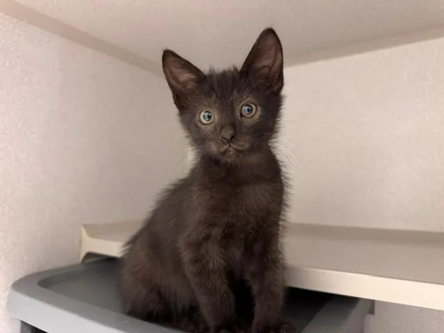 A baby small-sized male Domestic Short Hair cat named Bagheera Jr for adoption in Fairfield, CA