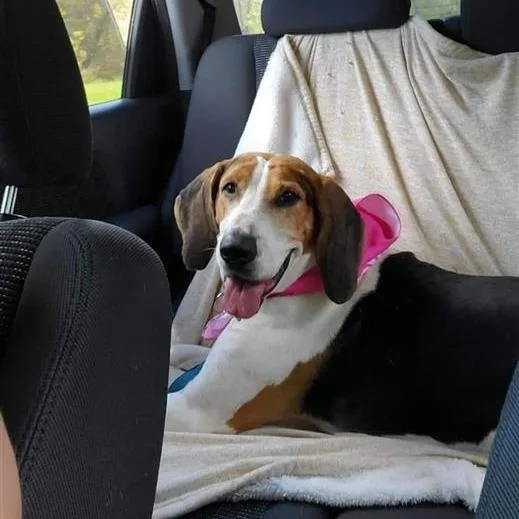 Beatrice thumbnail 2