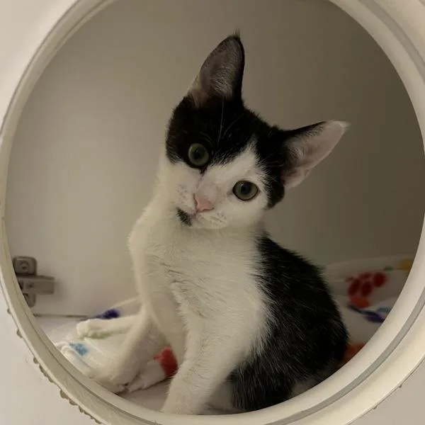 A baby small-sized male Domestic Short Hair cat named Firewood for adoption in Walnut Creek, CA