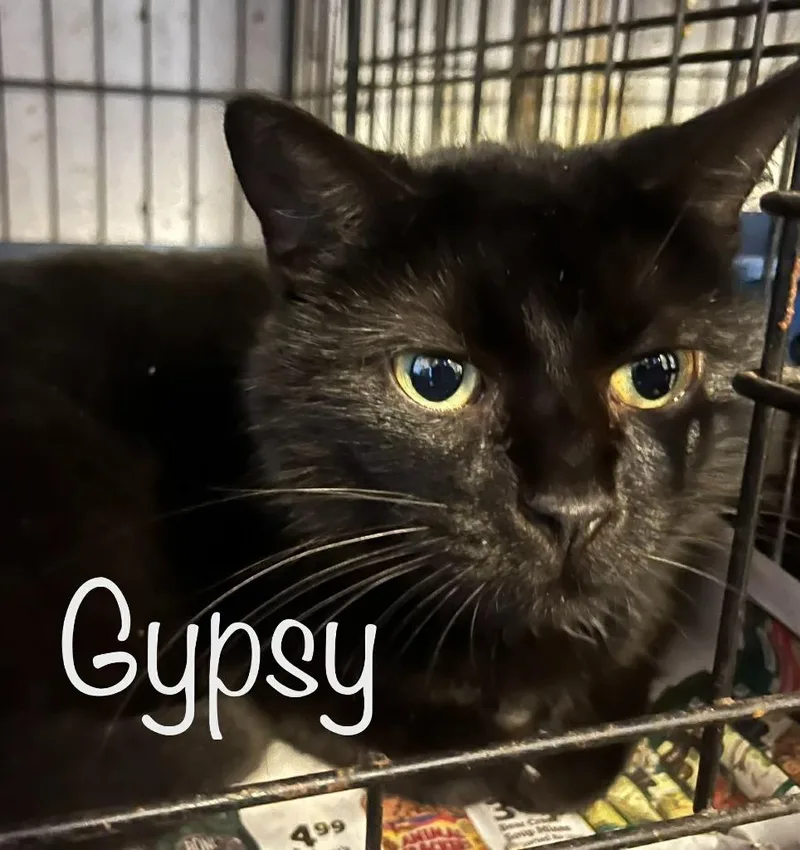 Gypsy