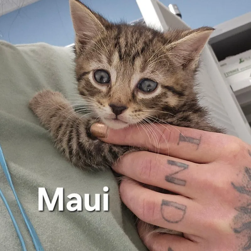 A baby small-sized male Brown / Chocolate Domestic Short Hair cat named Maui for adoption in Oneonta, NY