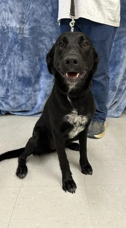 A young medium-sized female Labrador Retriever dog named Jelly Bean for adoption in McCook, NE