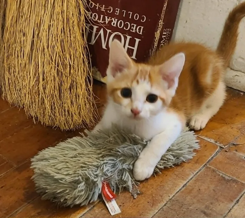 A baby medium-sized male Orange & White Domestic Short Hair cat named Rocket for adoption in Waynetown, IN