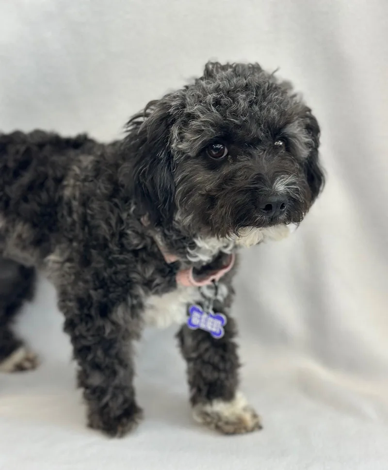 Primrose thumbnail 2